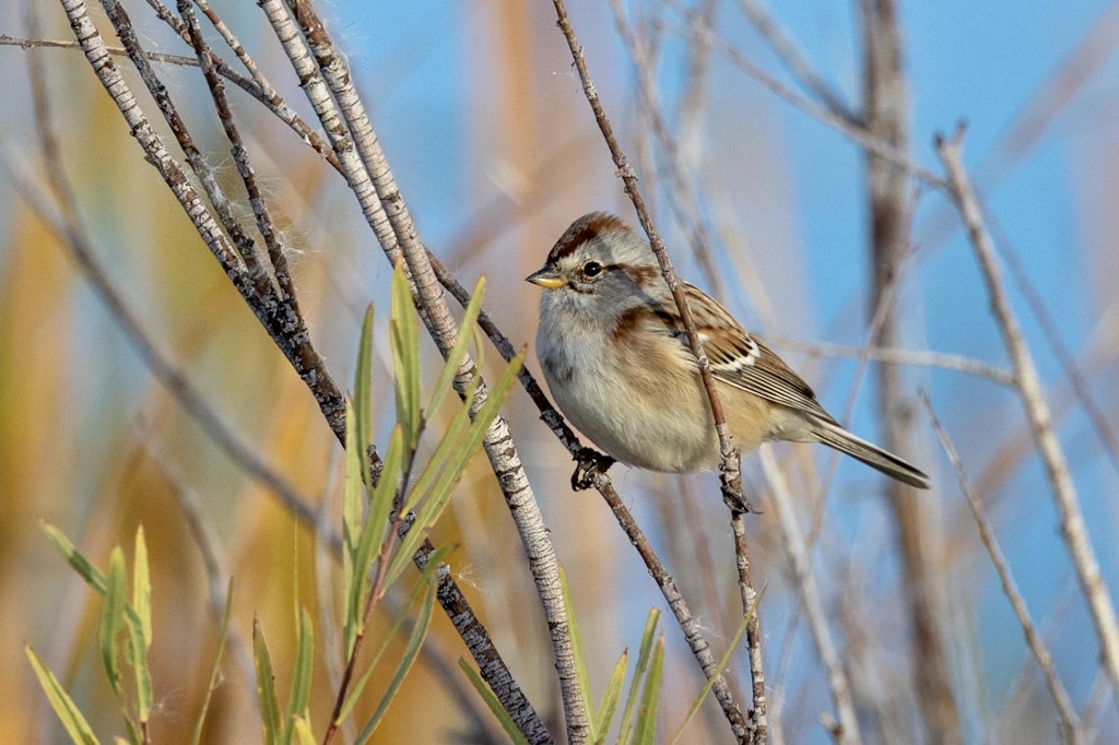 American tree sparrow