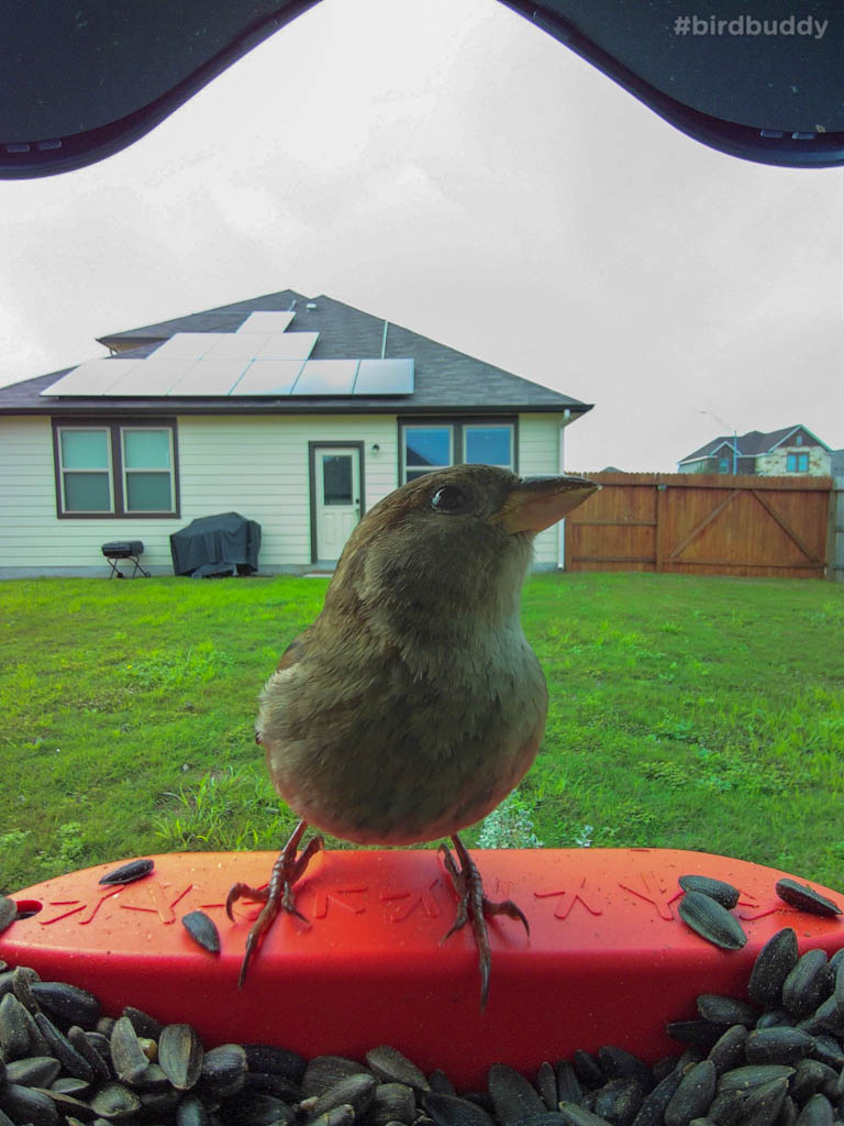 Female house sparrow at bird buddy feeder