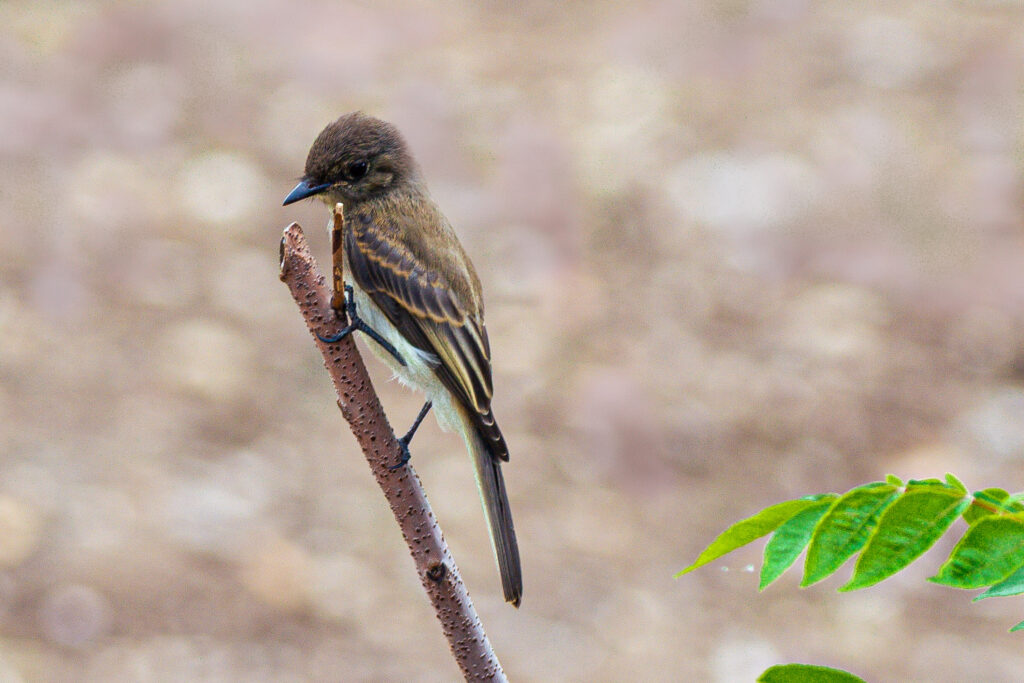 perched eastern phoebe