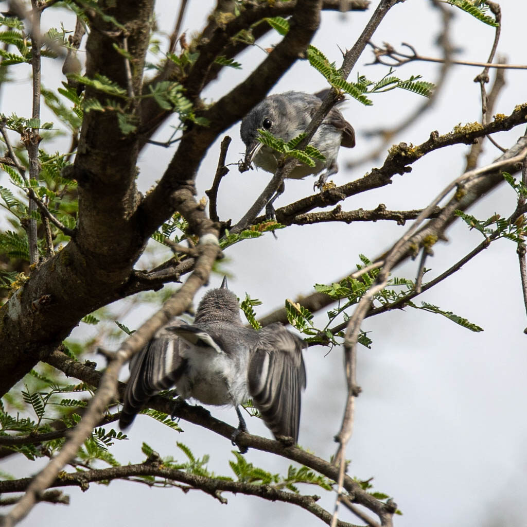 Blue-gray gnatcatcher feeding fledgling