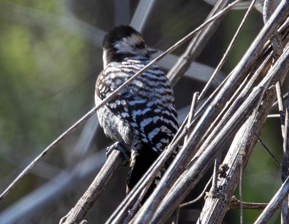 ladder-backed woodpecker