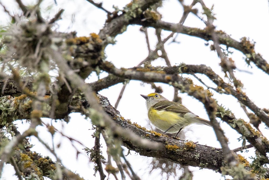 white-eyed vireo in tree