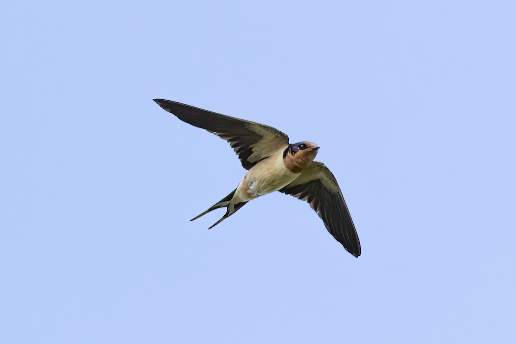 barn swallow in flight