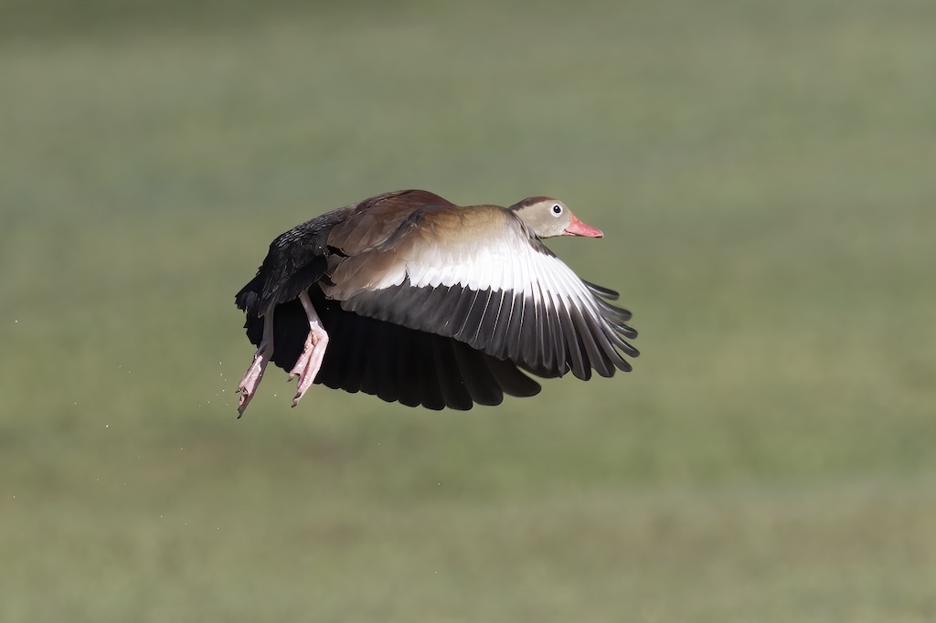 black-bellied whistling duck in flight