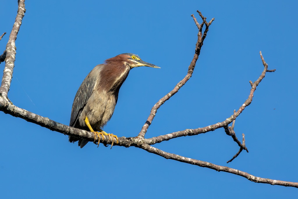 green heron in leafless tree