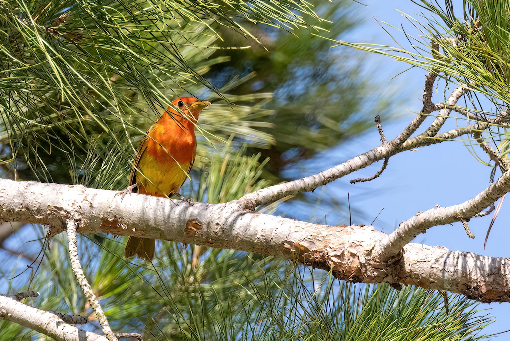 immature summer tanager in pine tree