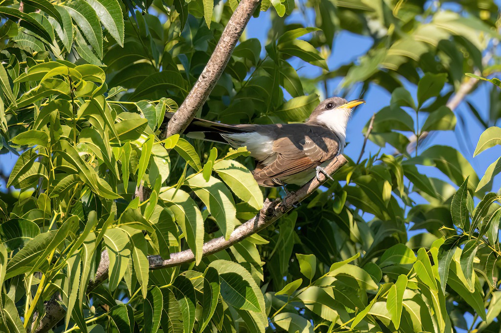 yellow-billed cuckoo in tree